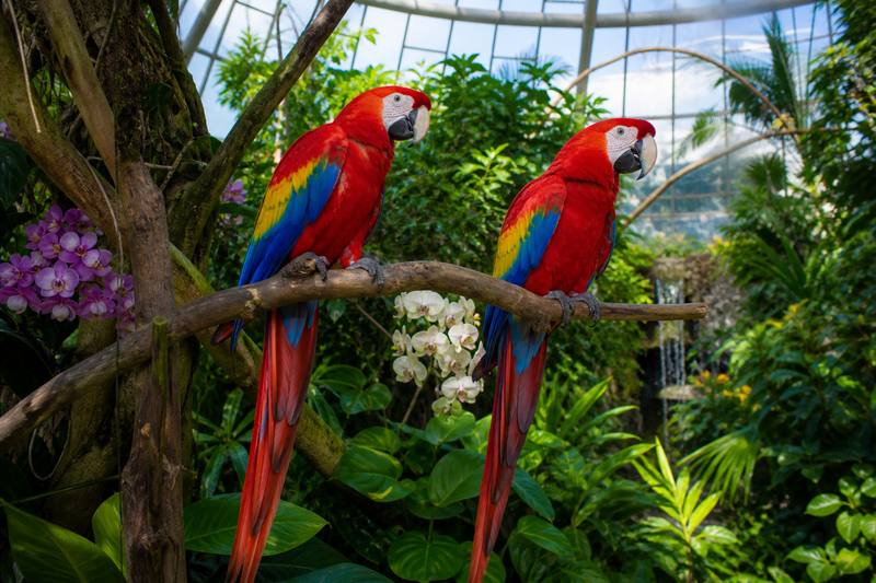 Bird Aviary