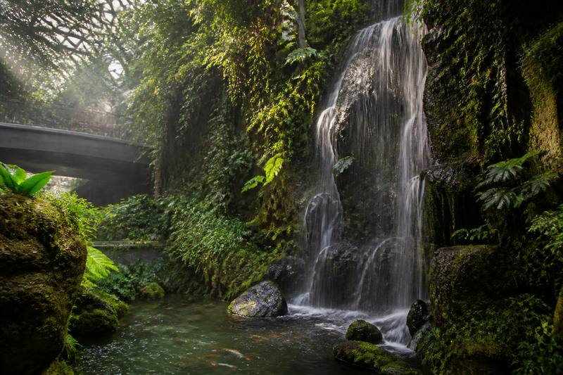 Rainforest Falls