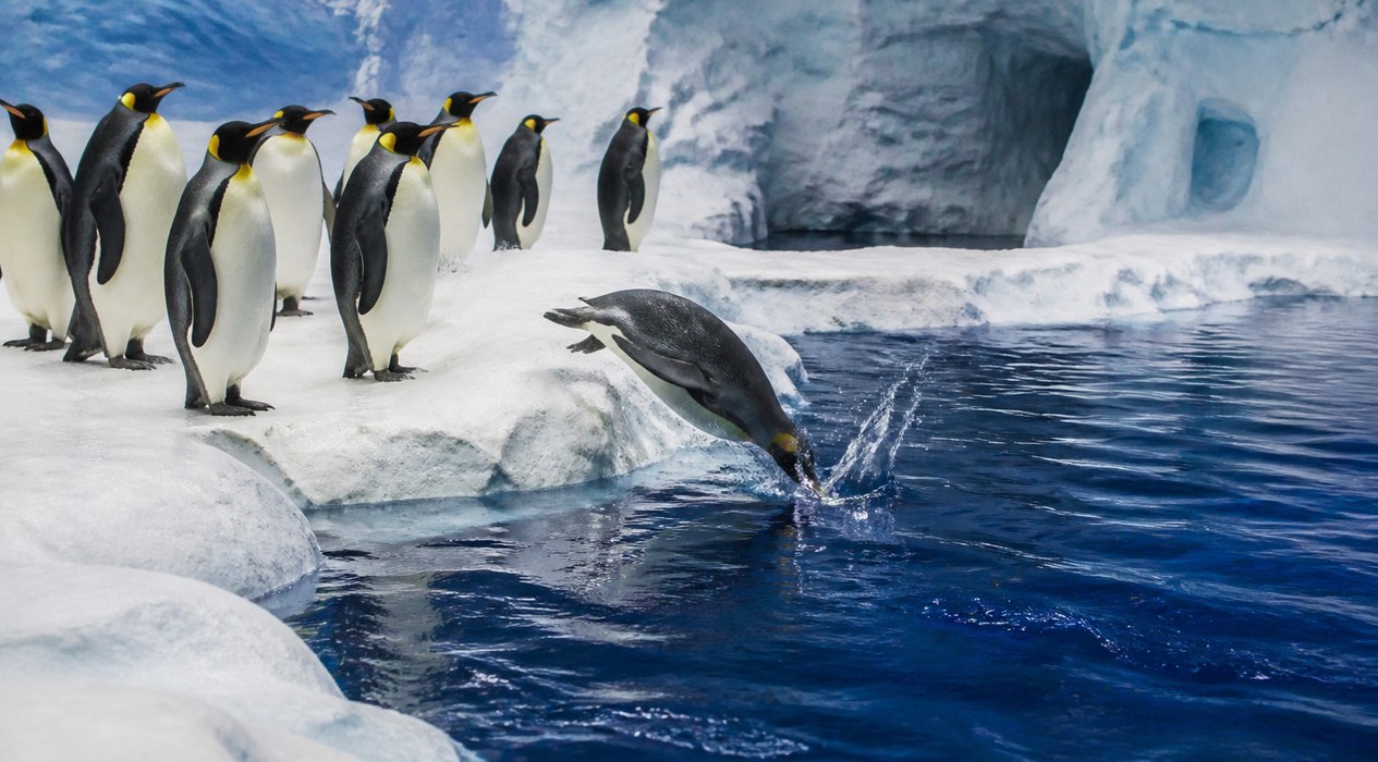 Penguin Point