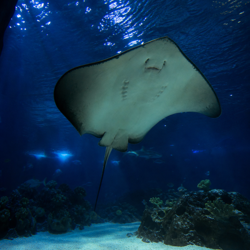 Stingray Reef